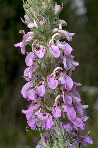 pedicularis attollens 3 graphic